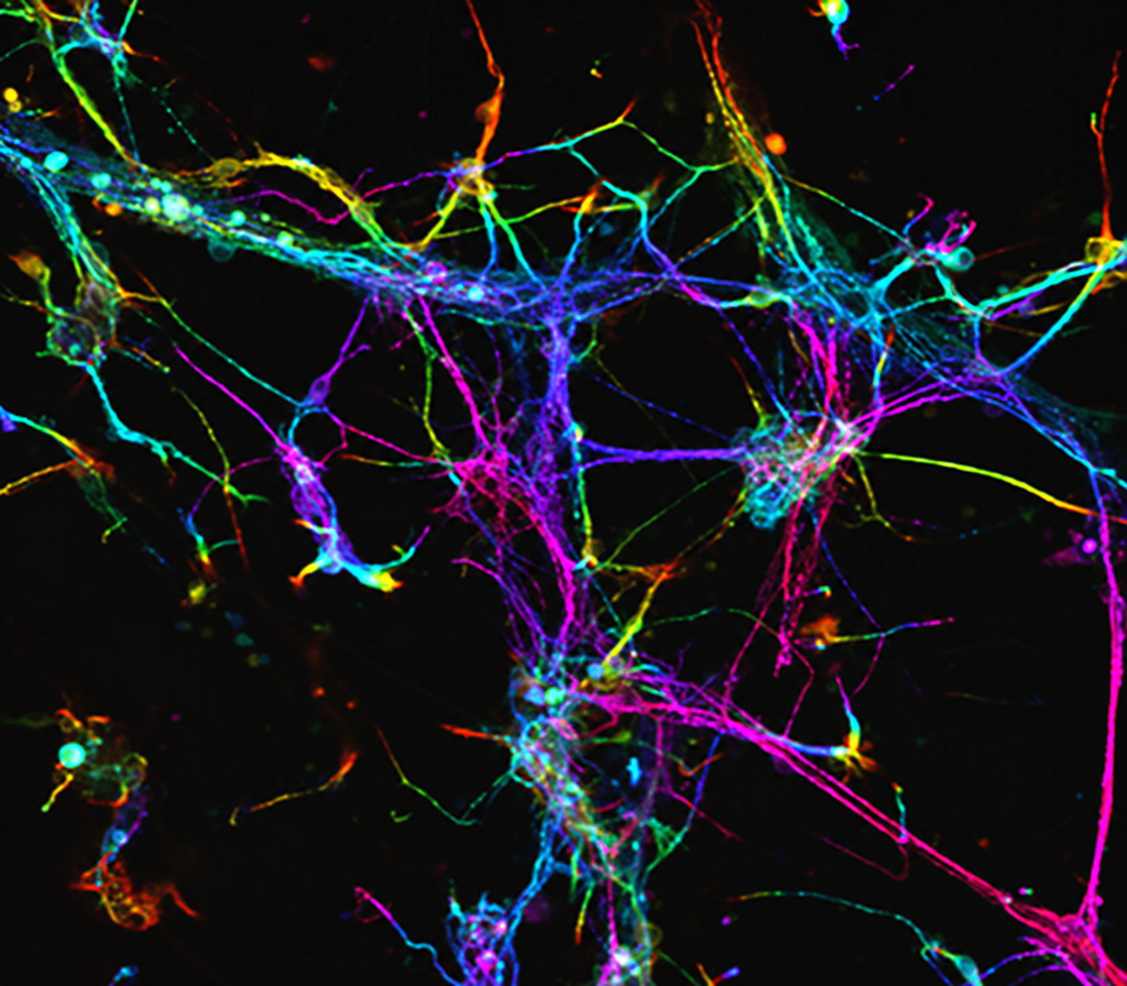 AI-upscaled, depth-colored fluorescence Z-stack of a 3D spinal cord neuron culture with astrocytes and laminins at day 14
